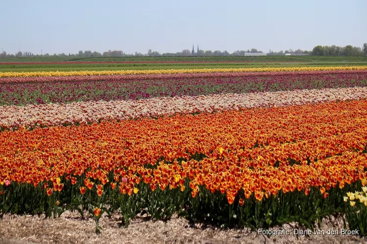 Koninklijk Paar bezoekt Duin- en Bollenstreek