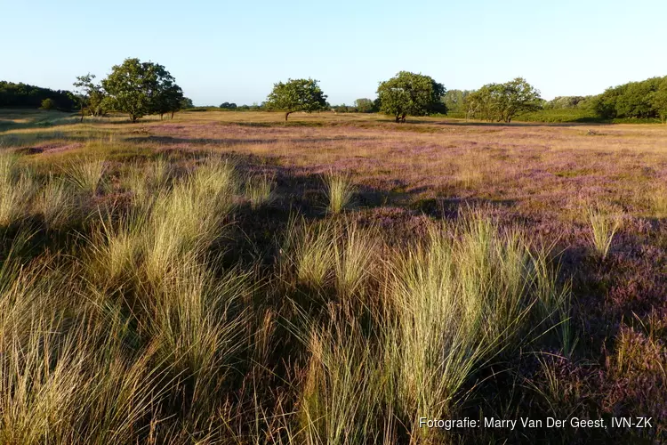 Heide-excursie in de oude duinen van de Zilk