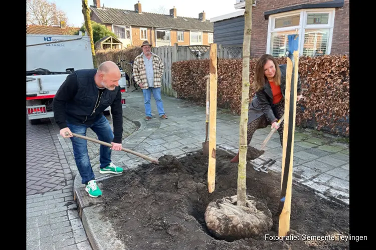 We plaatsen nieuwe bomen in Teylingen